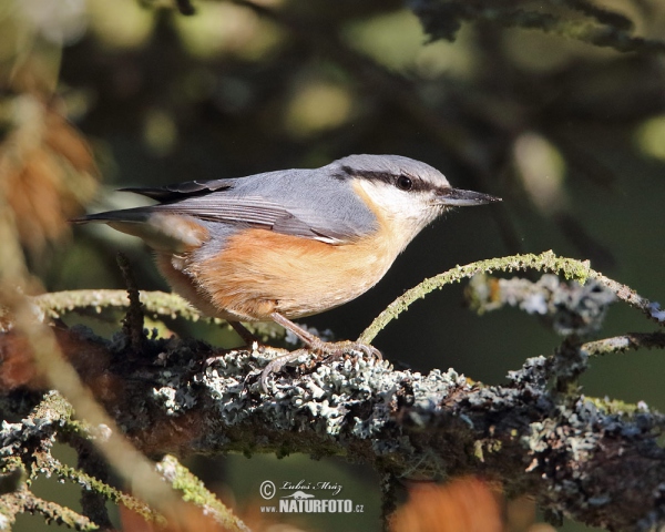 Kleiber (Sitta europaea)