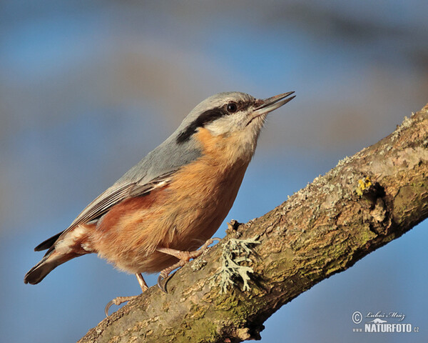 Kleiber (Sitta europaea)