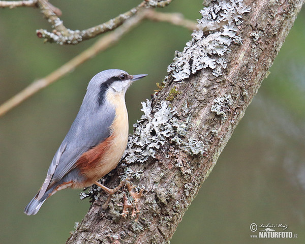 Kleiber (Sitta europaea)