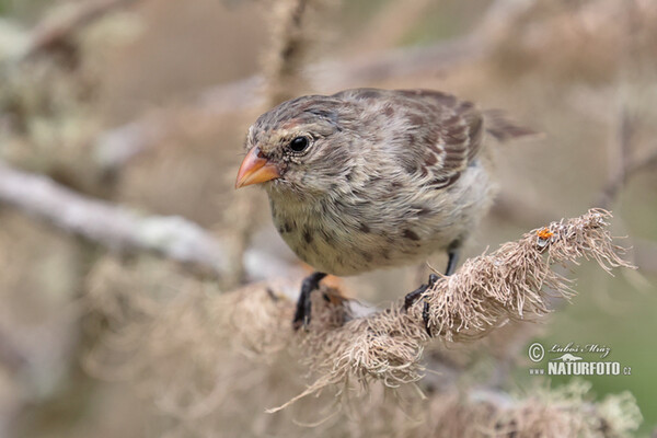 Kleingrundfink (Geospiza fuliginosa)