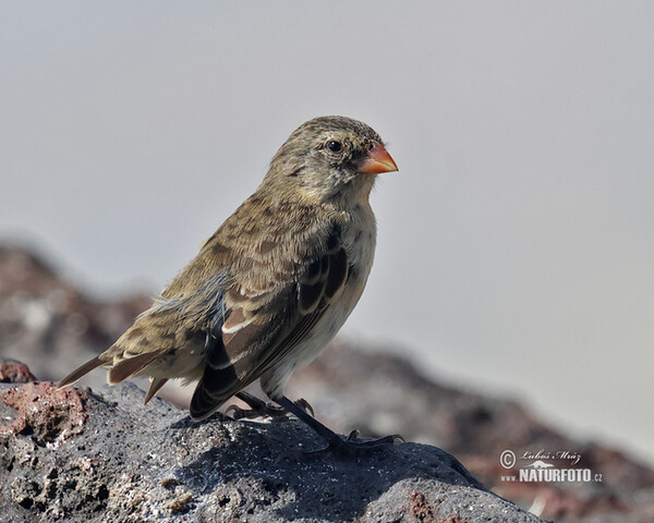 Kleingrundfink (Geospiza fuliginosa)