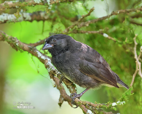 Kleingrundfink (Geospiza fuliginosa)