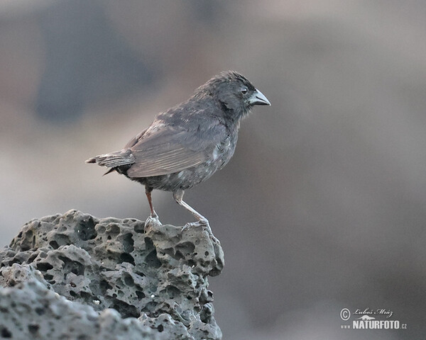 Kleingrundfink (Geospiza fuliginosa)