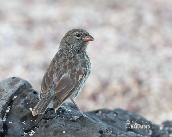 Kleingrundfink (Geospiza fuliginosa)