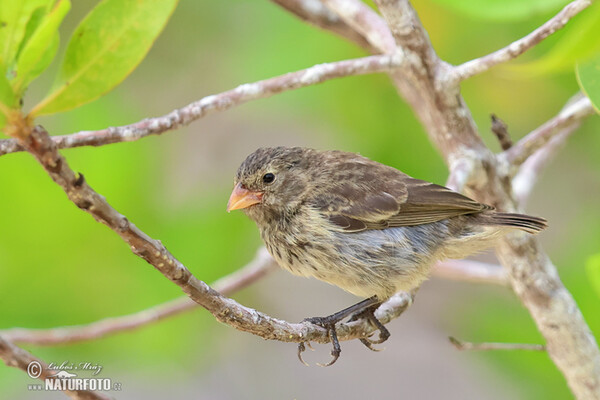 Kleingrundfink (Geospiza fuliginosa)