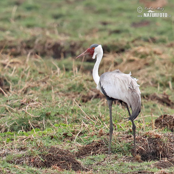 Klunkerkranich (Grus carunculata)