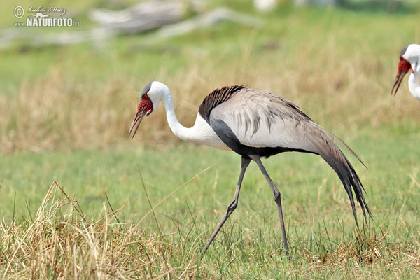 Klunkerkranich (Grus carunculata)