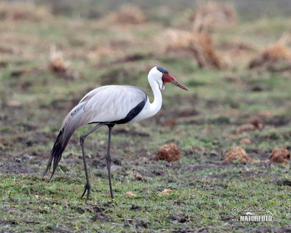 Klunkerkranich (Grus carunculata)