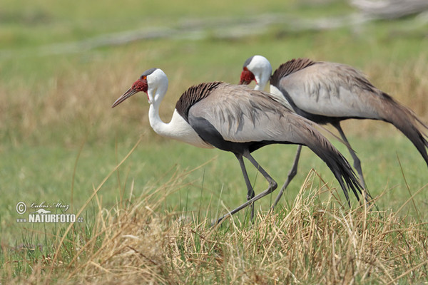 Klunkerkranich (Grus carunculata)