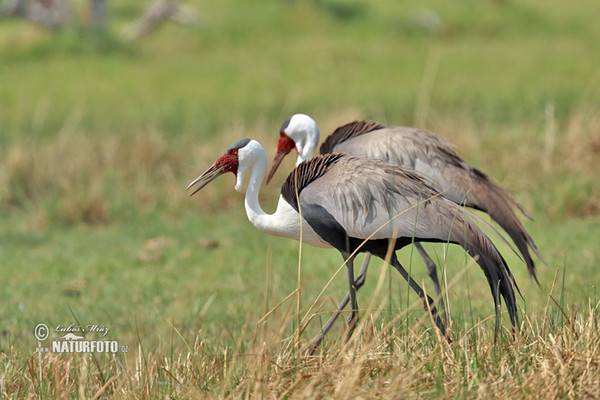 Klunkerkranich (Grus carunculata)