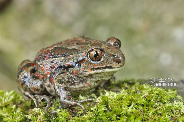 Knoblauchskrote (Pelobates fuscus)