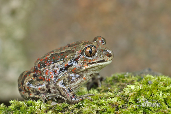 Knoblauchskrote (Pelobates fuscus)