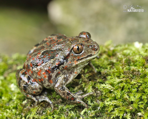 Knoblauchskrote (Pelobates fuscus)