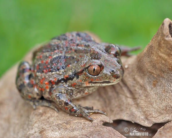 Knoblauchskrote (Pelobates fuscus)