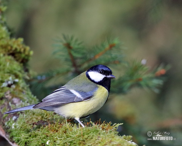 Kohlmeise (Parus major)