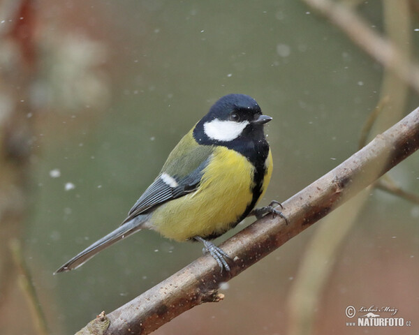 Kohlmeise (Parus major)