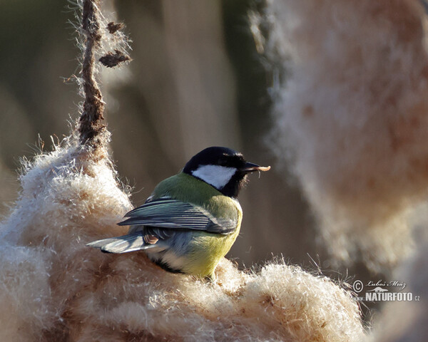 Kohlmeise (Parus major)