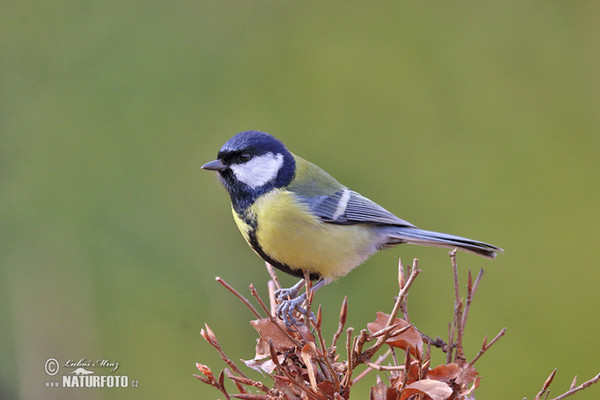 Kohlmeise (Parus major)