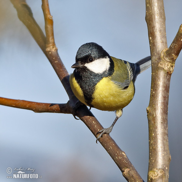 Kohlmeise (Parus major)