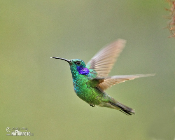 Kolibri (Colibri thalassinus)