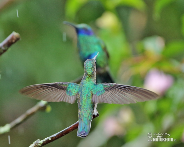 Kolibri (Colibri thalassinus)