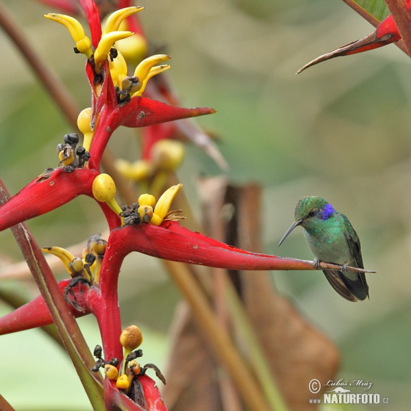Kolibri (Colibri thalassinus)