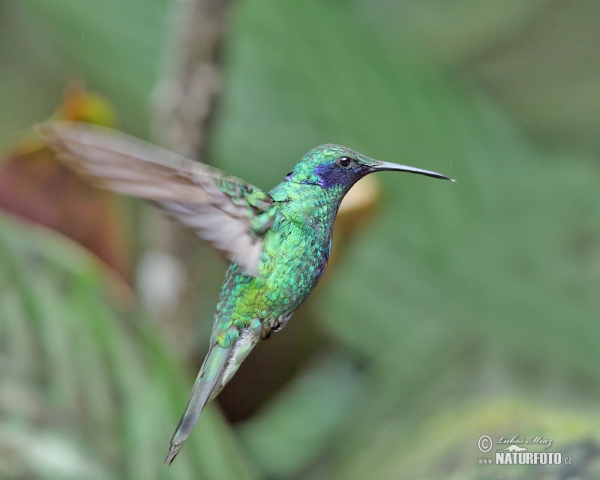 Kolibri (Colibri thalassinus)