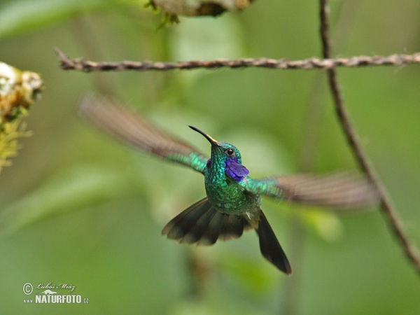 Kolibri (Colibri thalassinus)