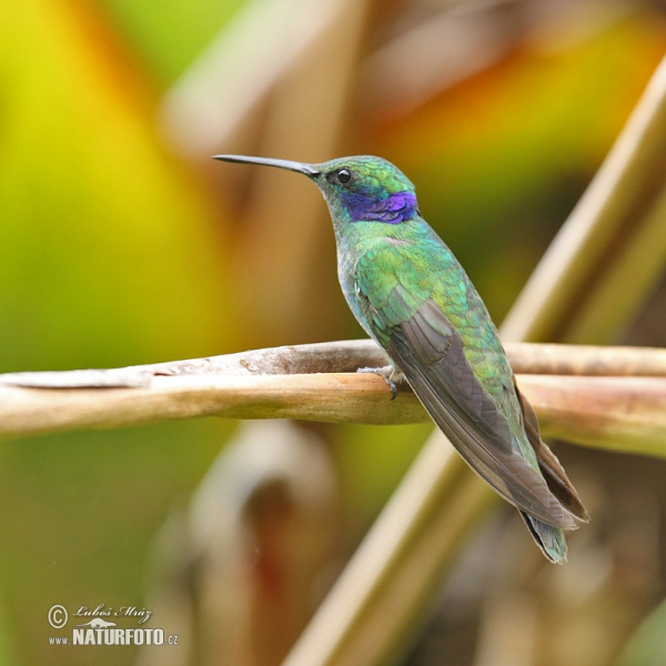 Kolibri (Colibri thalassinus)