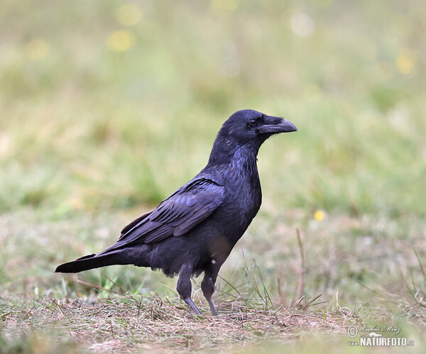 Kolkrabe (Corvus corax)