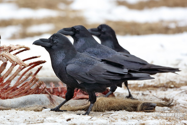 Kolkrabe (Corvus corax)