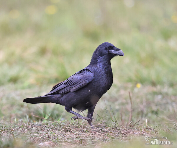 Kolkrabe (Corvus corax)