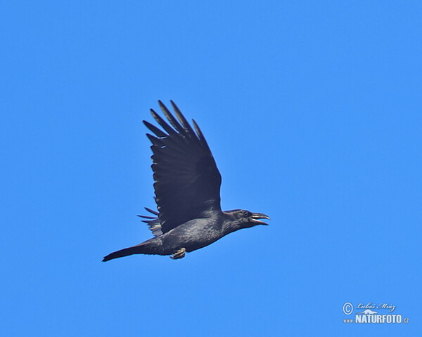 Kolkrabe (Corvus corax)