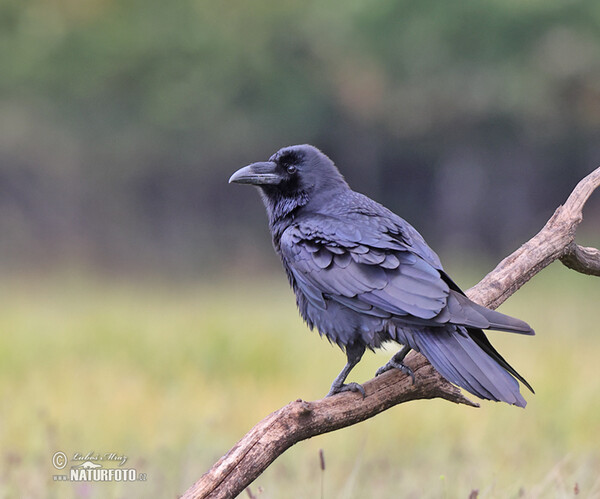 Kolkrabe (Corvus corax)