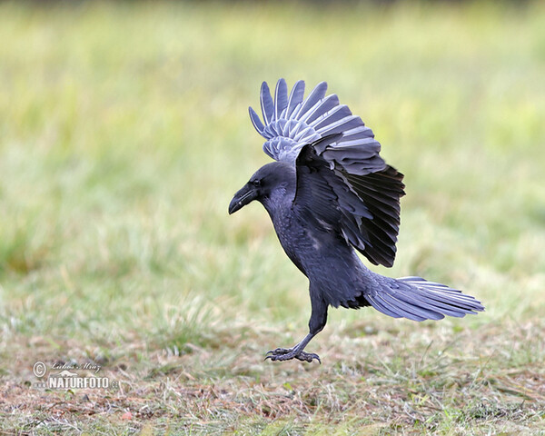 Kolkrabe (Corvus corax)