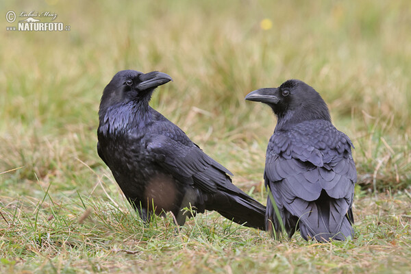 Kolkrabe (Corvus corax)