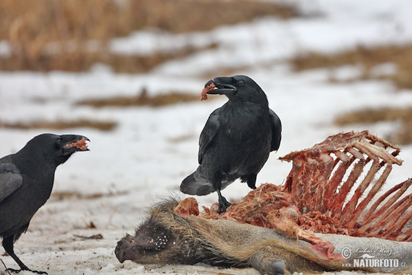 Kolkrabe (Corvus corax)