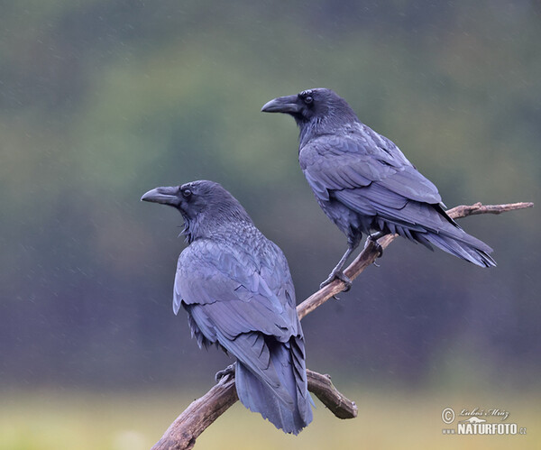 Kolkrabe (Corvus corax)