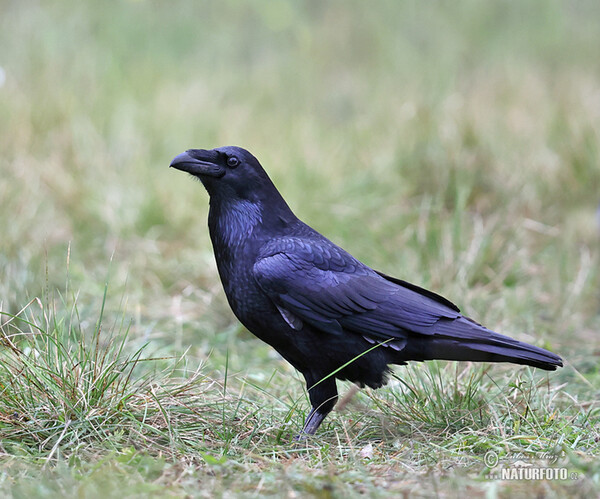 Kolkrabe (Corvus corax)