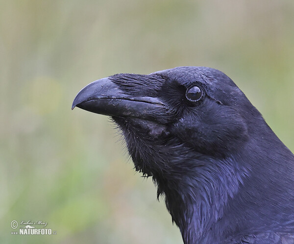 Kolkrabe (Corvus corax)