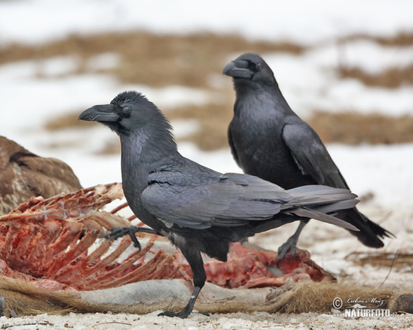 Kolkrabe (Corvus corax)