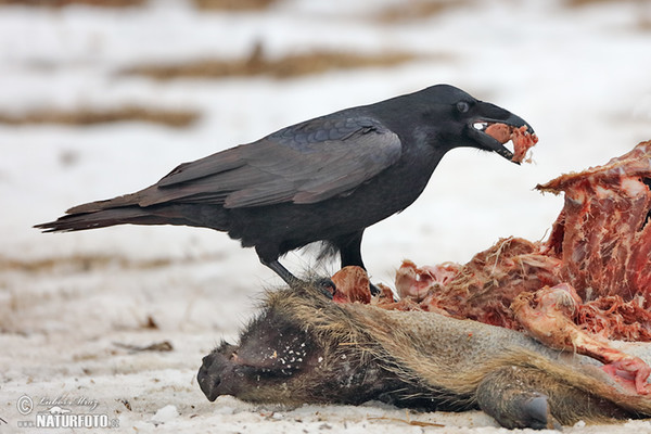 Kolkrabe (Corvus corax)