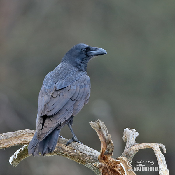 Kolkrabe (Corvus corax)