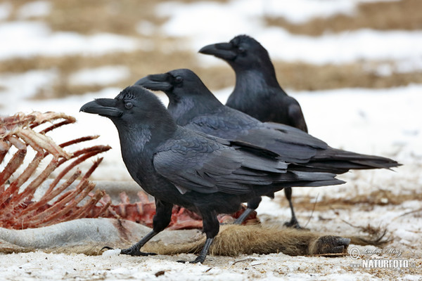 Kolkrabe (Corvus corax)