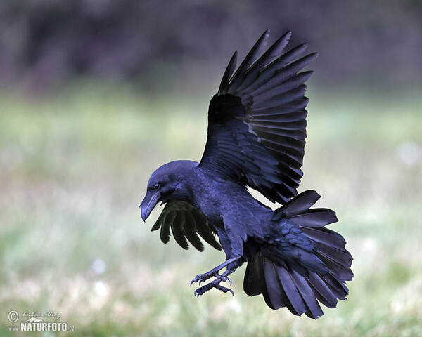 Kolkrabe (Corvus corax)