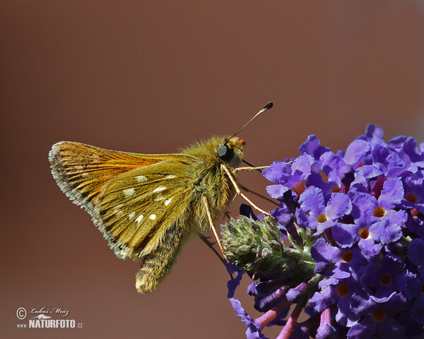 Kommafalter (Hesperia comma)