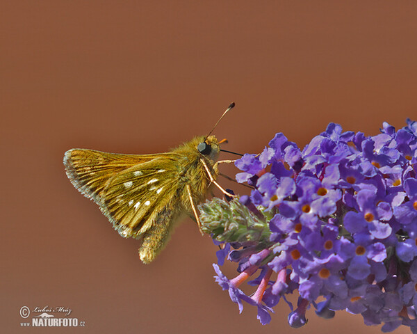 Kommafalter (Hesperia comma)