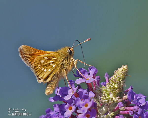 Kommafalter (Hesperia comma)