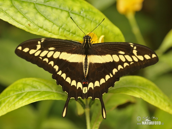 Königs-Schwalbenschwanz (Papilio thoas)