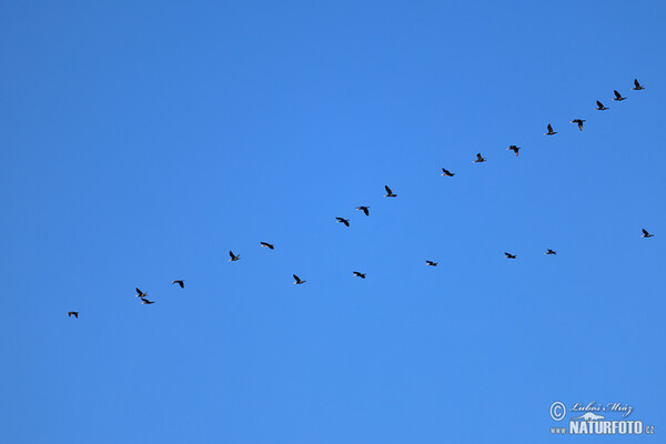 Kormoran (Phalacrocorax carbo)